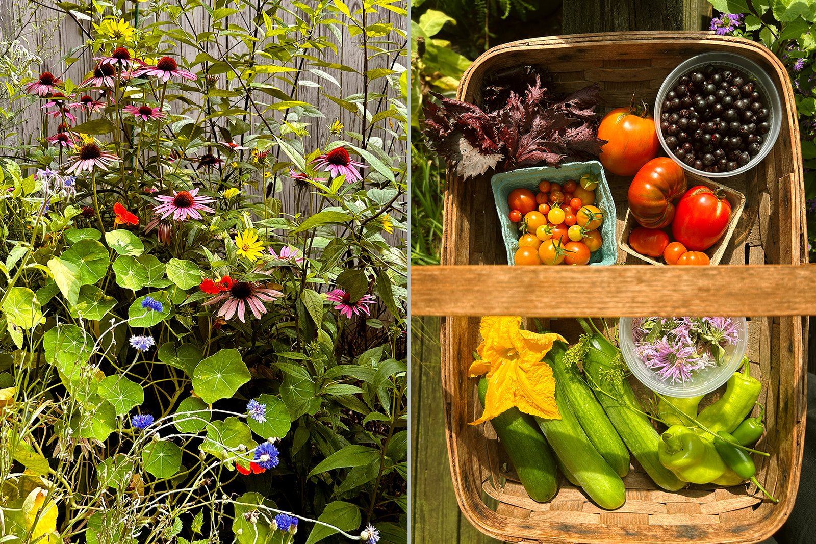 Nasturtiums, echinacea and sunflowers against a wooden fence, and a harvest of heirloom vegetables and herbs in a basket