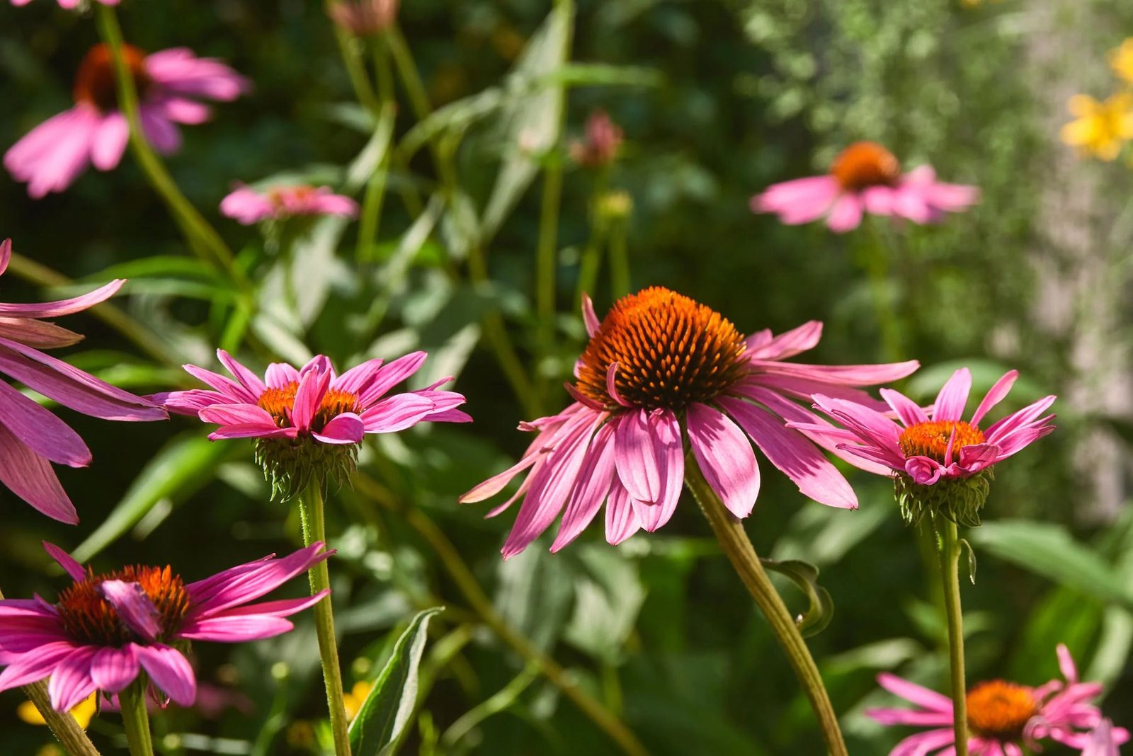 Purple coneflower in the pollinator garden at Catbird Cottage